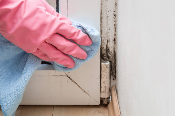 Best Basement Mold Remediation in Morn, GA